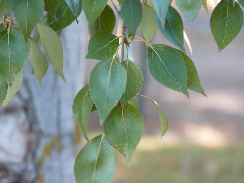 No s'ha trobat l'arxiu